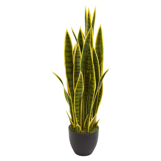 3ft. Potted Snake Plant